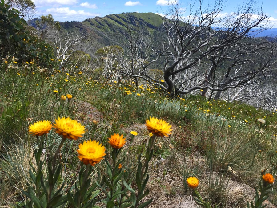 Buller Huts Trail wildflowers